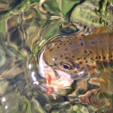 10 Ways To Improve Your Dry Fly Fishing