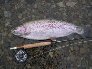 Catching fatty Rainbows like this one on a Sage fly rod and a Ross Evolution LT is the goal of nymph fishing when they aren't eating dry flies.