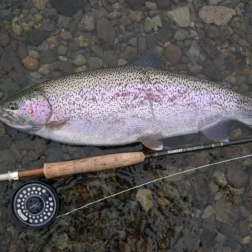 How To Fly Fish For Trout With Whitefish Egg Patterns