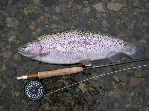 How To Fish Beads For Trout When Whitefish Spawn
